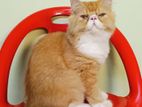 Kitten Exotic Punch Face
