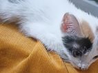 kitten for adoption