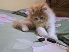 Kitten Cat