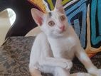 Kitten