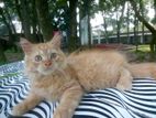 Kitten For Sale