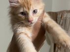 Kitten hazelnut color