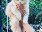 Kitten Male