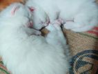 Kitten Sale