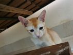 Kittenফর অ্যাডপশন