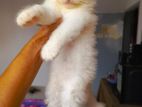 Kittens cat