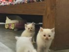 Kittens of an odd-eyed Persian mother