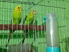 কিউট ১জোড়া এডাল্ট বাজরিগার
