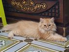 Cat for sale