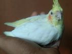 ককাটেল বেবি