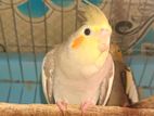 ককাটেল বিক্রয় | Cockatiel
