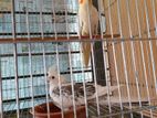 ককাটেল Cockatiel