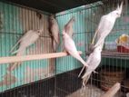 ককাটেল এডাল্ট পাখি