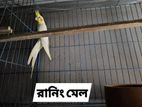 ককাটেল পাখি