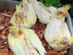 ককাটেল লোটিনো রেড আই টেম সাইজ