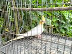 ককাটেল লুটিনো পাল ফিমেল বিক্রিয় করা হবে 🐦