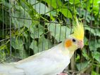 ককাটেল লুটিনো পাল ফিমেল বিক্রিয় করা হবে 🐦