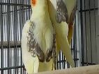 ককাটেল ও লাভ বার্ড পাখী বিক্রয় করা হবে