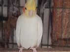 ককাটেল পাখি Cockatiel Bird