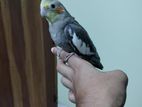 ককাটেল পাখি ( cockatiel bird)