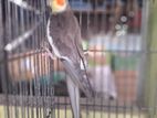 ককাটেল পাখি | Cockatiel Bird For Sell