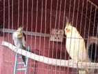 ককাটেল পাখি একজোড়া (1 Ta Full Temp)