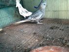 ককাটেল পাখি female
