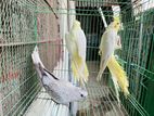 ককাটেল পাখি এডাল্ট