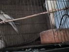 ককাটেল পাখি