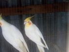 ককাটেল পাখি লাল চোখ টেম করা