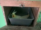 ককাটেল পাখি রানিং