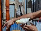 ককাটেল পাখি টেম করা