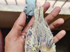 ককাটেল পাখির বাচ্চা / Cockatiel Baby