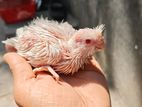 ককাটেল পাখির টেম সাইজ বাচ্চা