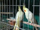 ককাটেল ফুল এডাল্ট! Cockatiel