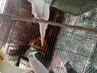 ককাটেল টেম বাচ্চা সেল হবে