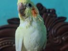 ককাটেল টেম পাখি