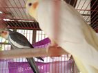 Cockatiel Bird