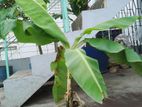 কলাগাছের চারা বিক্রি হবে