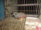 ক্লাসিক কিং কোয়েলের বীজ ডিম