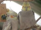 Cockatiel pakhi for sell