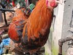 কলম্বিয়া বাফ ব্রামহা মোরক