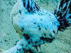 Chicken For Sale