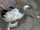 কলম্বিয়ান লাইট ব্রাহমা মুরগি