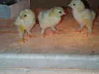 কলম্বিয়ান লাইট ব্রাহমা মুরগির বাচ্চা