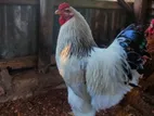 কলম্বিয়ান লাইট ব্রহামা মুরগি