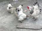 কলম্বিয়ান লাইট ব্রাহমা ও সিলভার কোচিন বাচ্চা