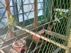 কলোনি সিষ্টেম পিনজিরা সহ ৩ জোড়া রানিং বাজিগর পাখি বিক্রি করা হবে