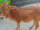 কম দামে ভালো গরু
