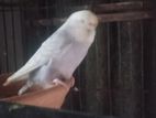 White bird For Sell.